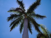 palm-tree-1391573